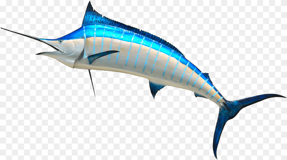 Imgenes De Pez Espada, Animal, Sea Life, Fish, Swordfish Png