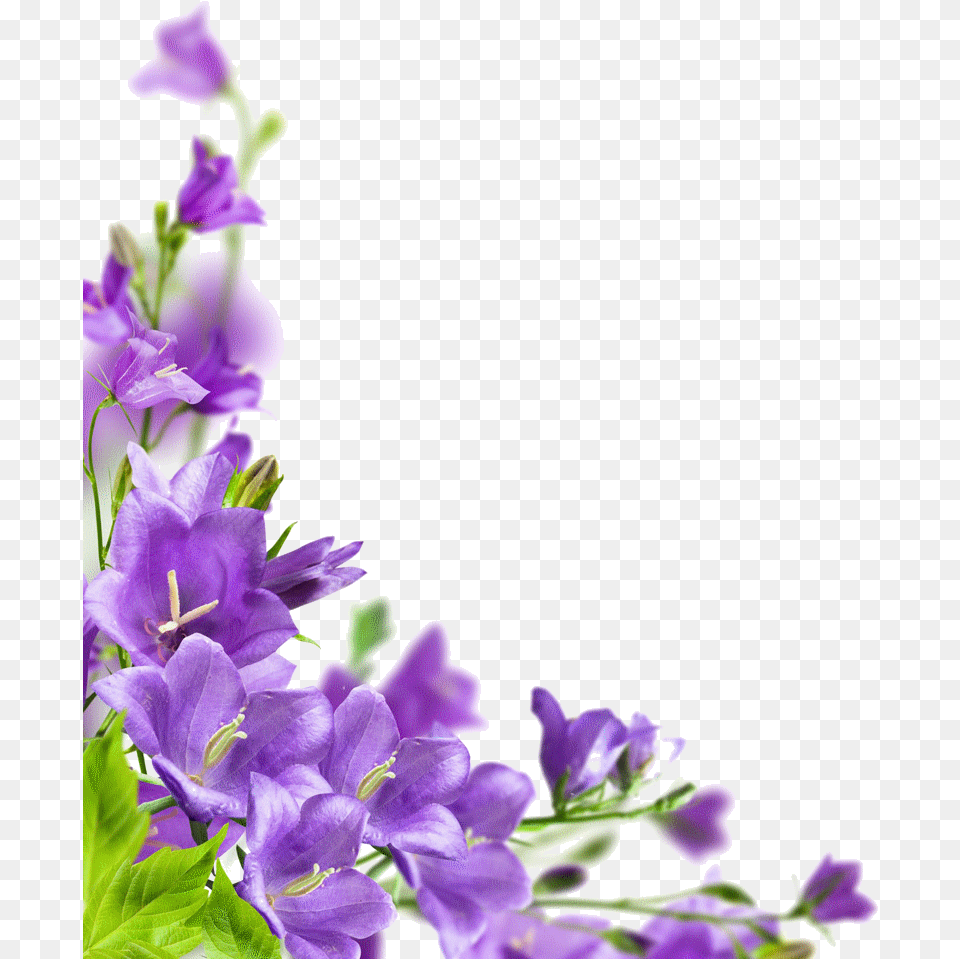 Imgenes Para Crear Firmas Flore Para Decoracion Marcos, Flower, Geranium, Plant, Petal Png Image