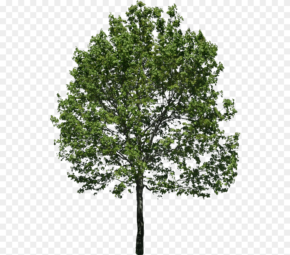 Imgenes Para Fotomontaje Arboles Para Renders, Oak, Plant, Sycamore, Tree Png
