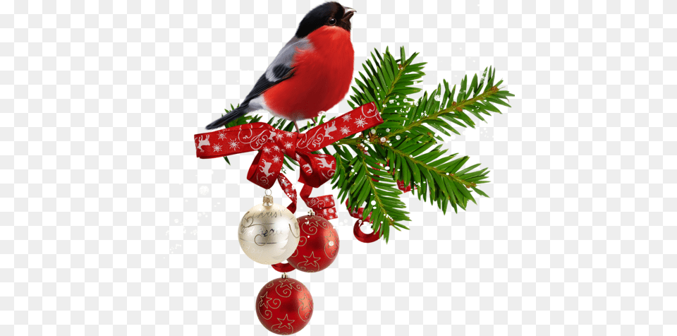 Imgenes Sin Fondo Para Navidad Y Nuevo Christmas Day, Plant, Tree, Animal, Bird Free Png Download