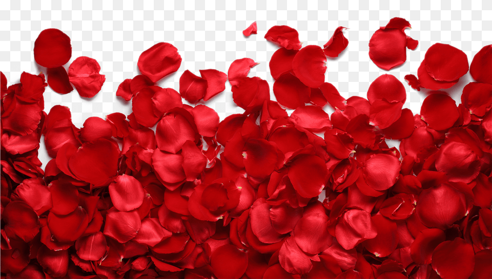 Imges Download, Flower, Petal, Plant, Rose Png Image