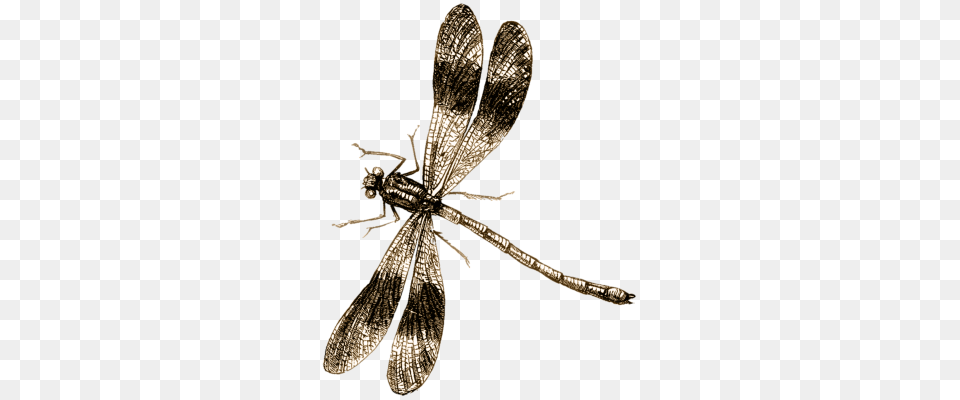 Imges Dragonfly, Animal, Insect, Invertebrate Free Png