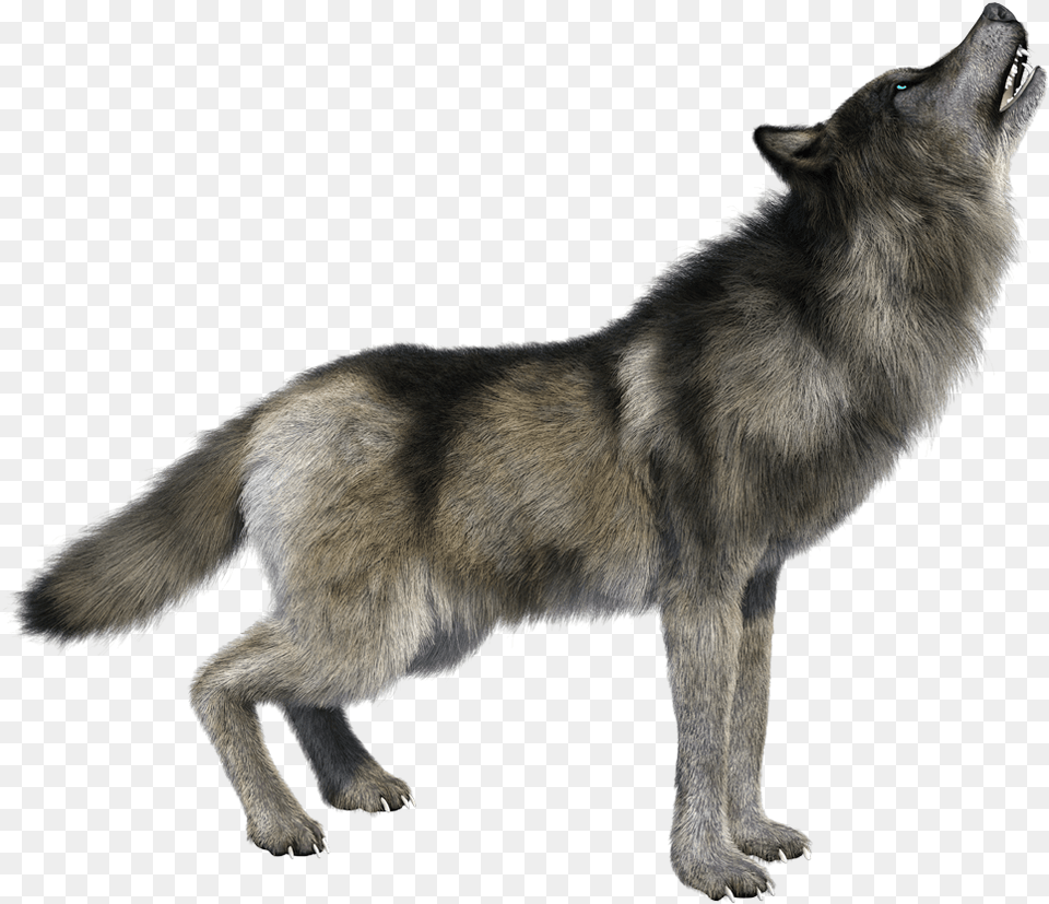Imges Download Wolf Howling Background, Animal, Mammal, Canine, Dog Free Transparent Png