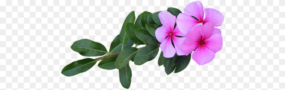 Immagine Fiori Rosa Fiori Fiori, Flower, Geranium, Plant, Leaf Free Transparent Png