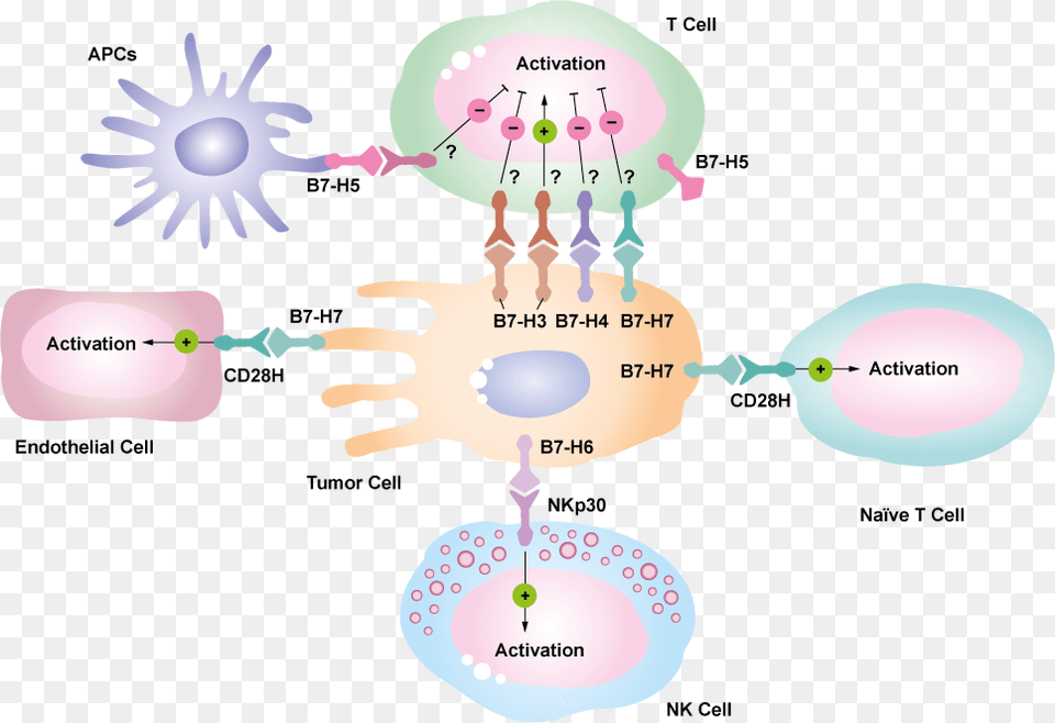 Immune Checkpoint B7 Family, Balloon, Baby, Person Png