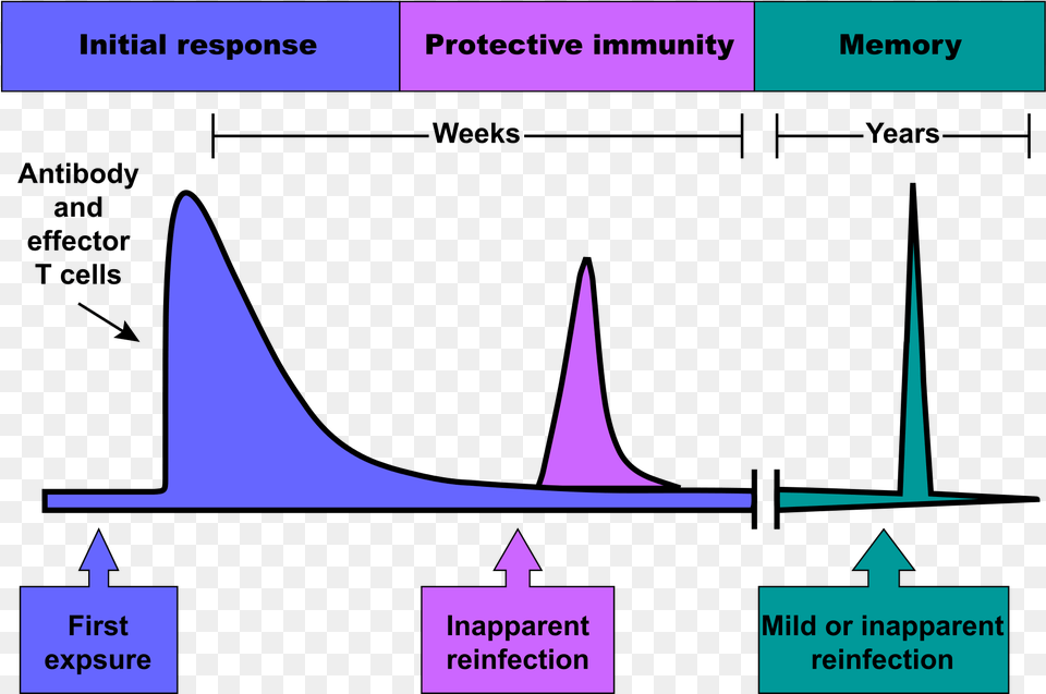 Immune Response Graph, Nature, Night, Outdoors Free Transparent Png