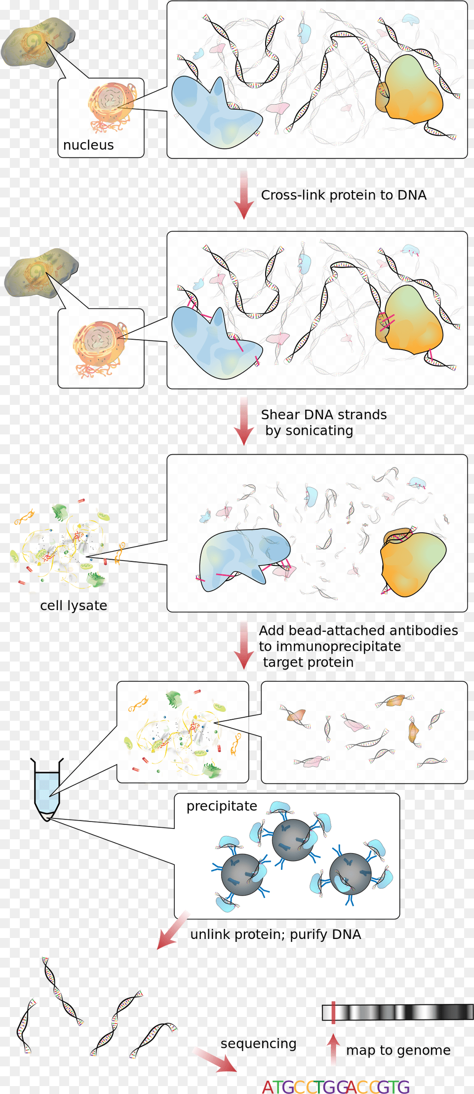 Immunoprcipitation De La Chromatine, Animal, Bird, Jay, Sea Life Free Png