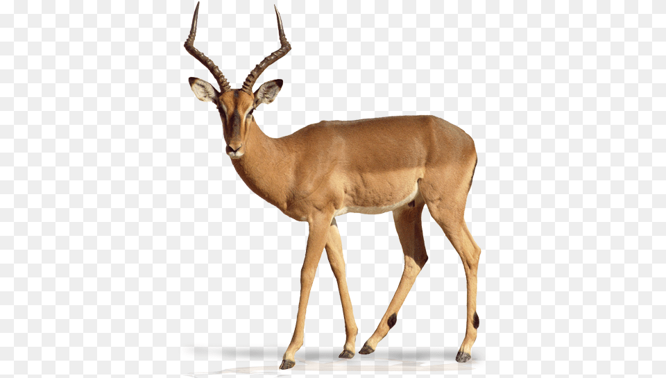 Impala Animal White Background, Antelope, Mammal, Wildlife, Gazelle Png