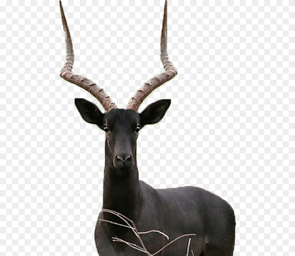 Impala Black Black Impala, Animal, Antelope, Mammal, Wildlife Png Image