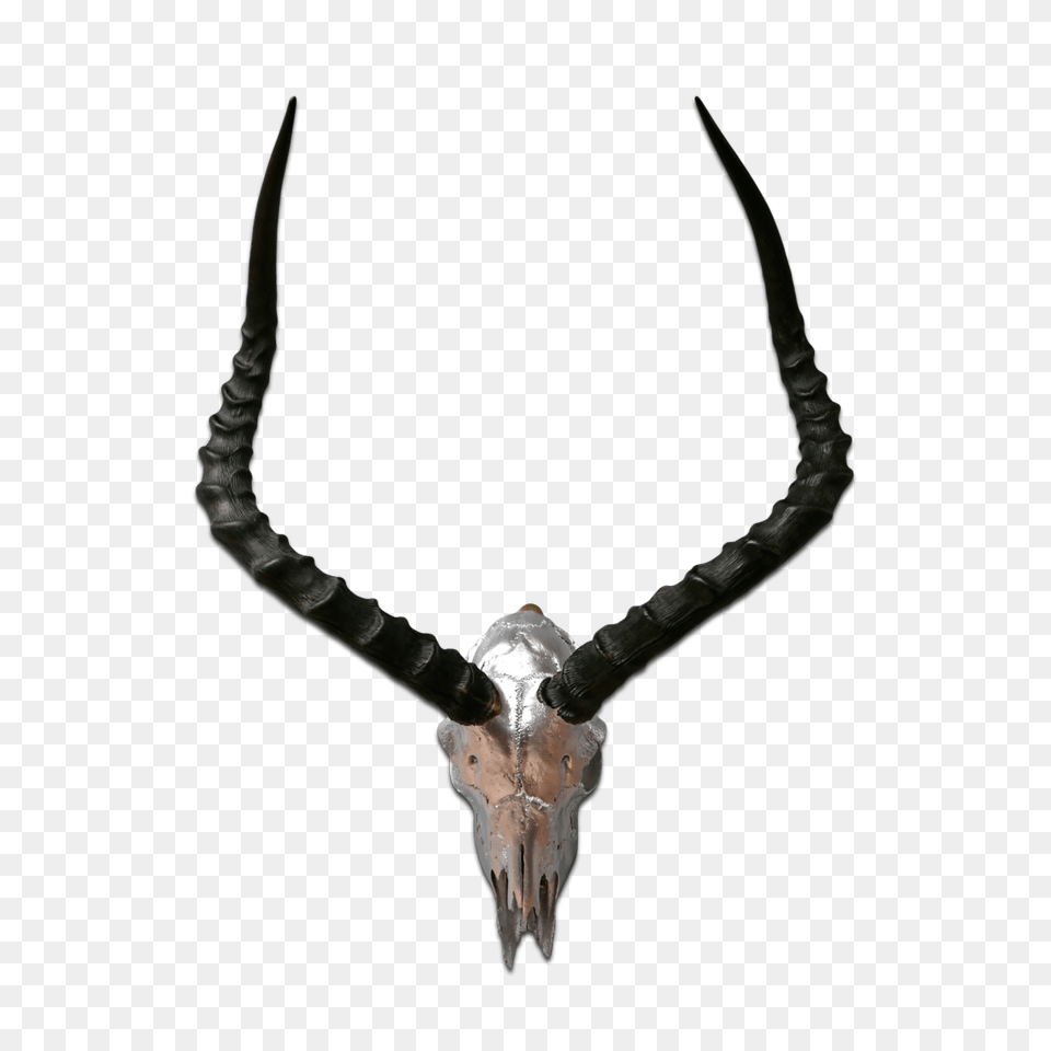 Impala Skull, Animal, Antelope, Mammal, Wildlife Free Png Download