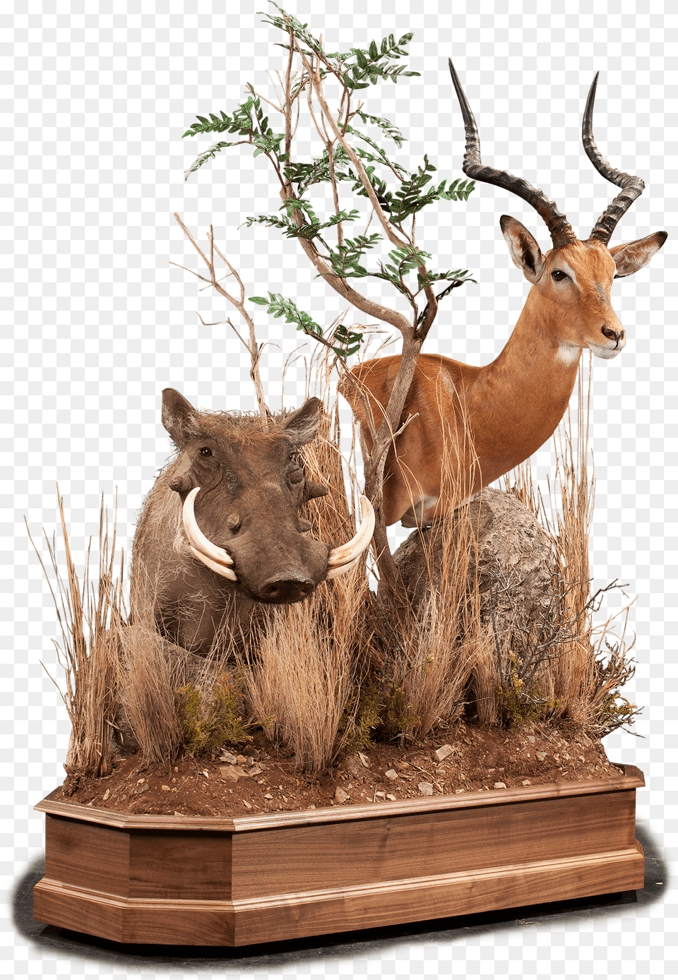 Impala U0026 Warthog Im104 Our Work Kanati Studio Animal Figure, Plant, Potted Plant, Wildlife, Tree Png