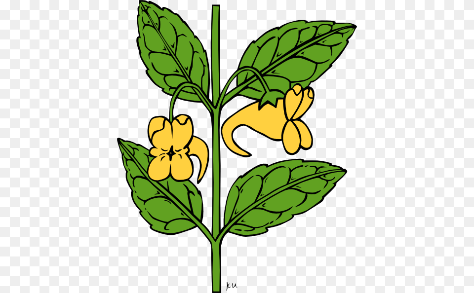 Impatience Clip Art, Acanthaceae, Flower, Leaf, Plant Free Png
