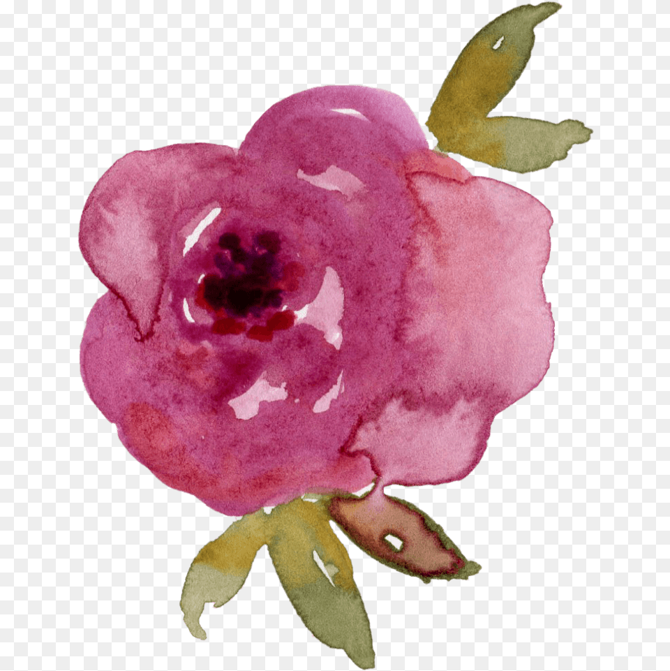 Impatiens, Flower, Petal, Plant, Rose Free Png Download