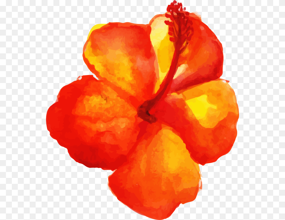 Impatiens, Flower, Plant, Hibiscus, Petal Free Png