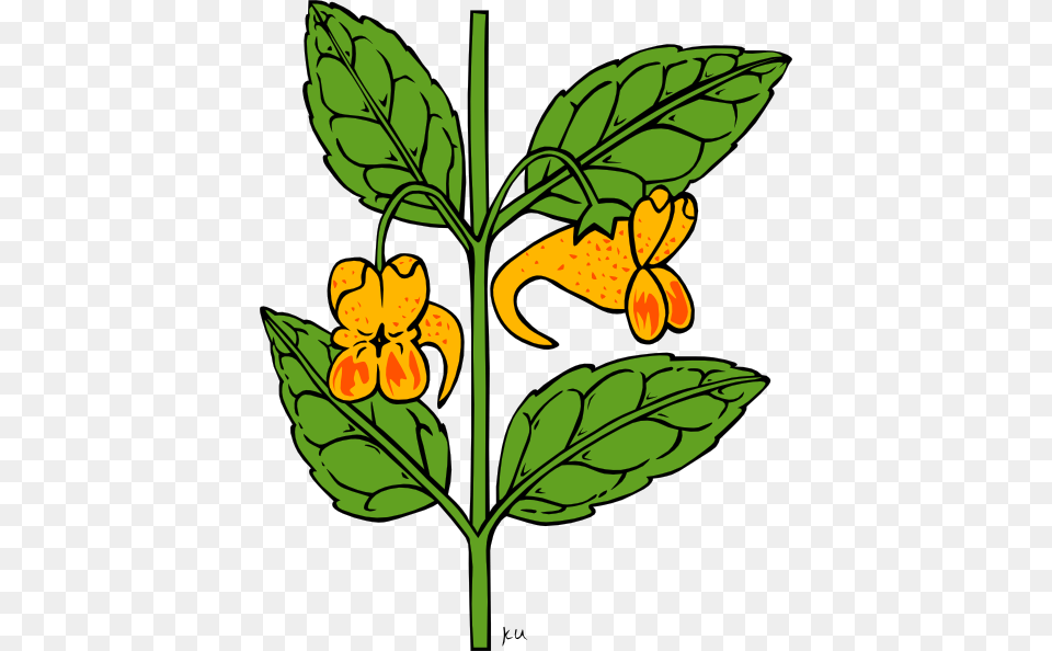 Impatiens Capensis Clip Art Vector, Acanthaceae, Flower, Leaf, Plant Png