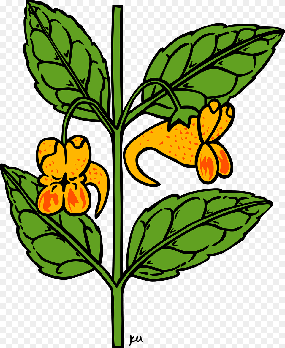 Impatiens Clipart, Flower, Leaf, Plant, Acanthaceae Free Transparent Png