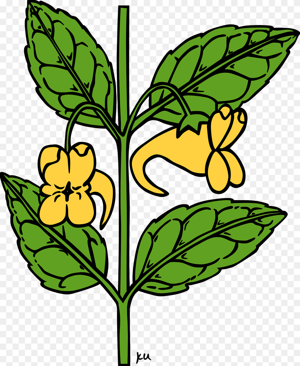 Impatiens Clipart, Leaf, Plant, Flower, Acanthaceae Free Png Download