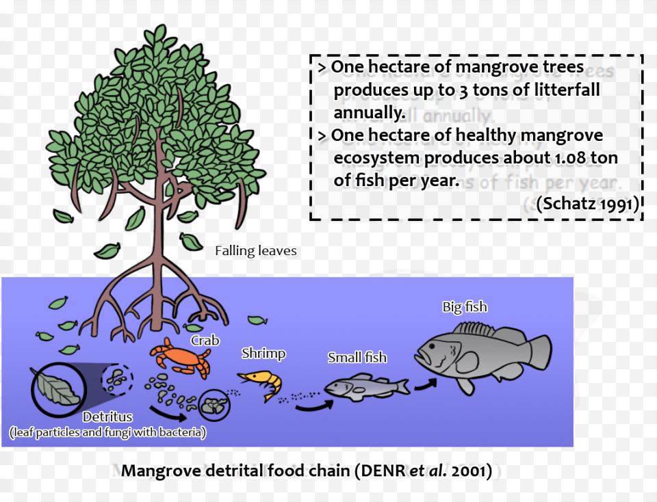 Importance Of Mangroves For Fish, Plant, Vegetation, Land, Nature Free Transparent Png