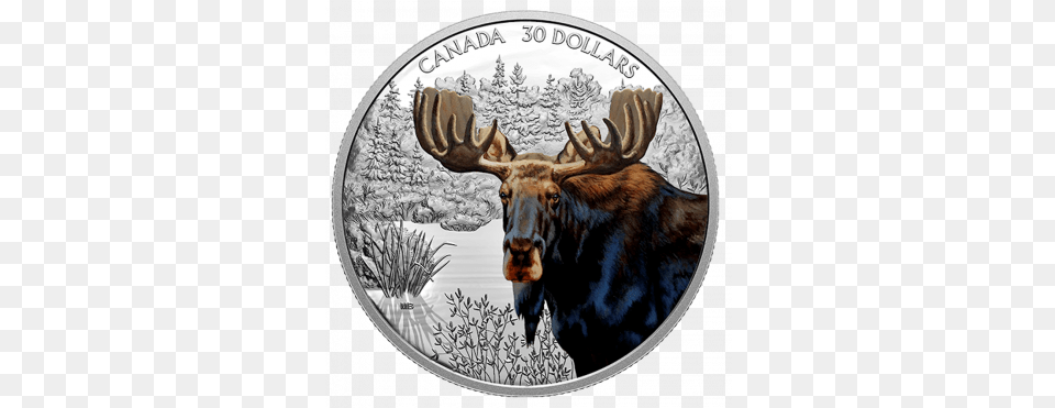 Imposing Icons Moose 2oz Canadian Mint Moose Coin, Animal, Mammal, Wildlife, Antelope Png Image