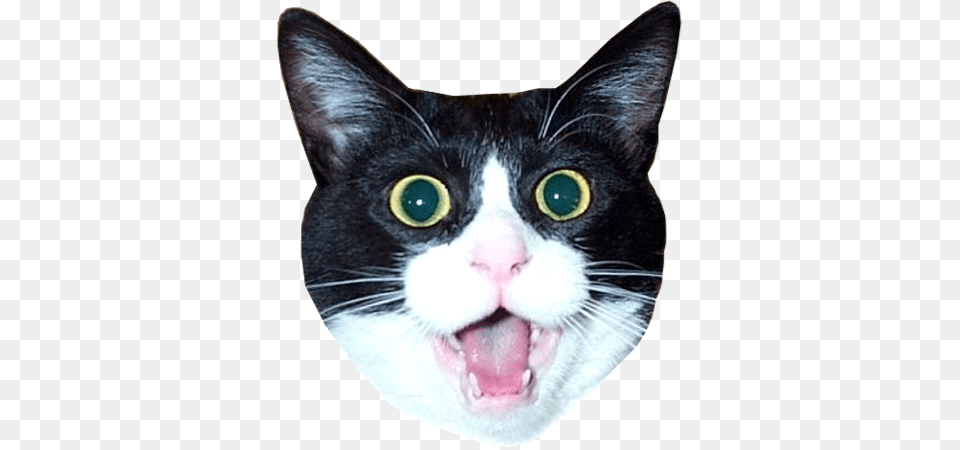 Impressed Cat Head Meme, Animal, Body Part, Mammal, Mouth Png