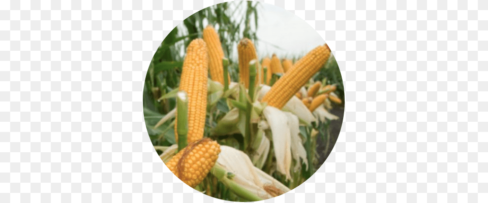 Improves Crop Yield Syarat Tumbuh Tanaman Jagung, Corn, Food, Grain, Plant Free Png Download