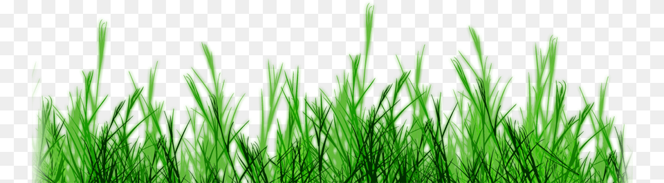 Imtocopillacl Pasto Colombia, Grass, Green, Lawn, Plant Free Png Download
