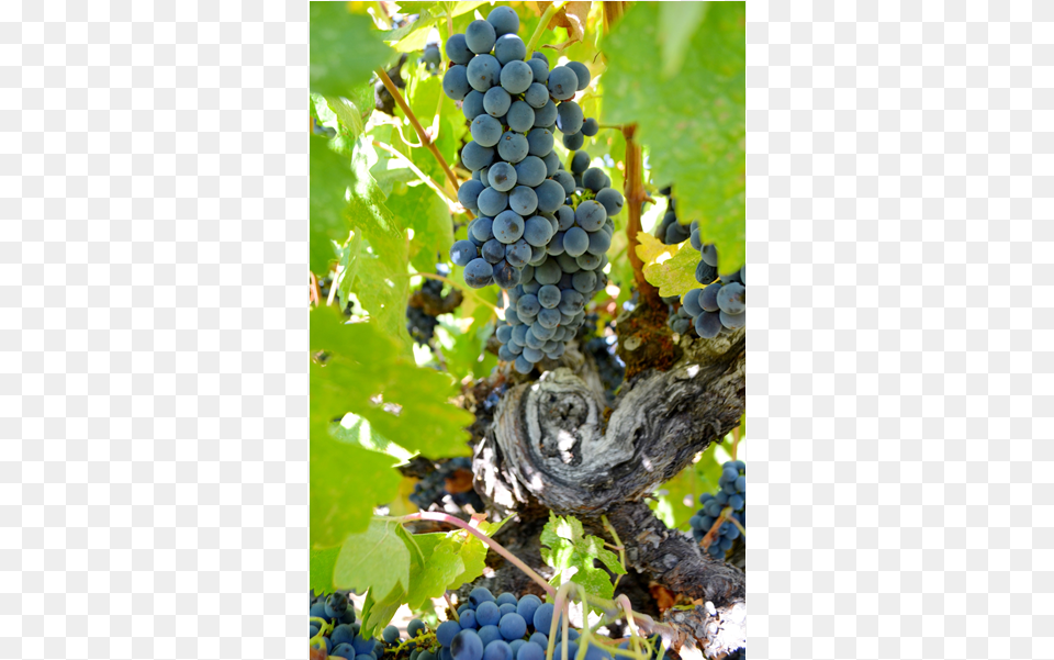 In 2002 Cox Vineyard Passed The Rigorous Ccof Standards Seedless Fruit, Food, Plant, Produce, Grapes Free Png