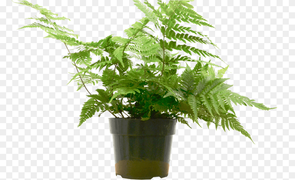 In 6quot Pot Flowerpot, Fern, Leaf, Plant Free Png