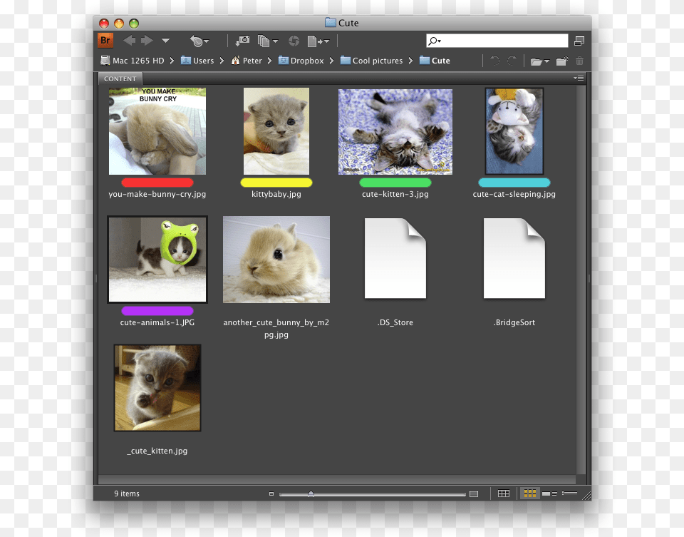 In Addition To Star Ratings Each Photo Can Be Tagged 19 Note Cards Pk Of, File, Animal, Rodent, Rat Free Transparent Png