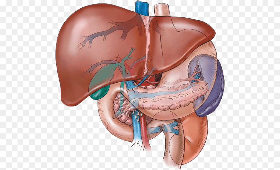 In Ayurveda The Liver Is The Life Of The Liver Liver Human Liver, Body Part, Stomach, Heart Free Png