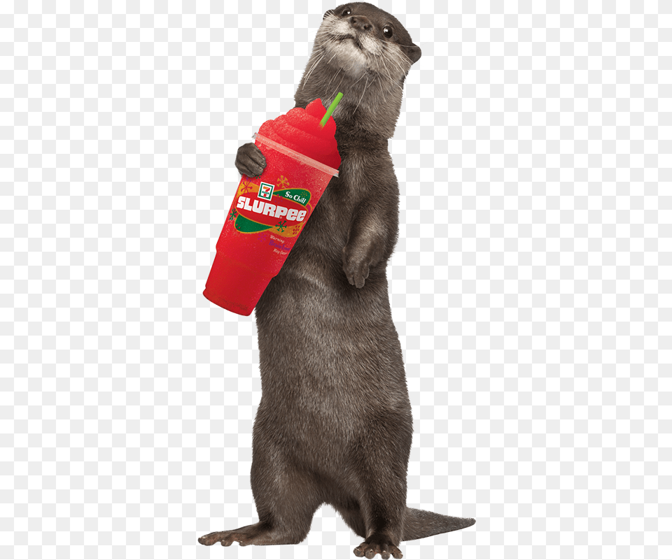 In Canada The Average Slurpee Drinker Is A 30 Year Sea Otter White Background, Animal, Mammal, Wildlife, Bear Png Image