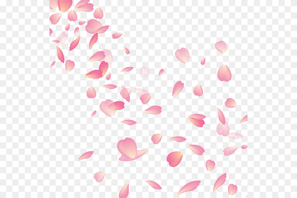 In Cherry Blossom, Flower, Petal, Plant, Baby Free Transparent Png