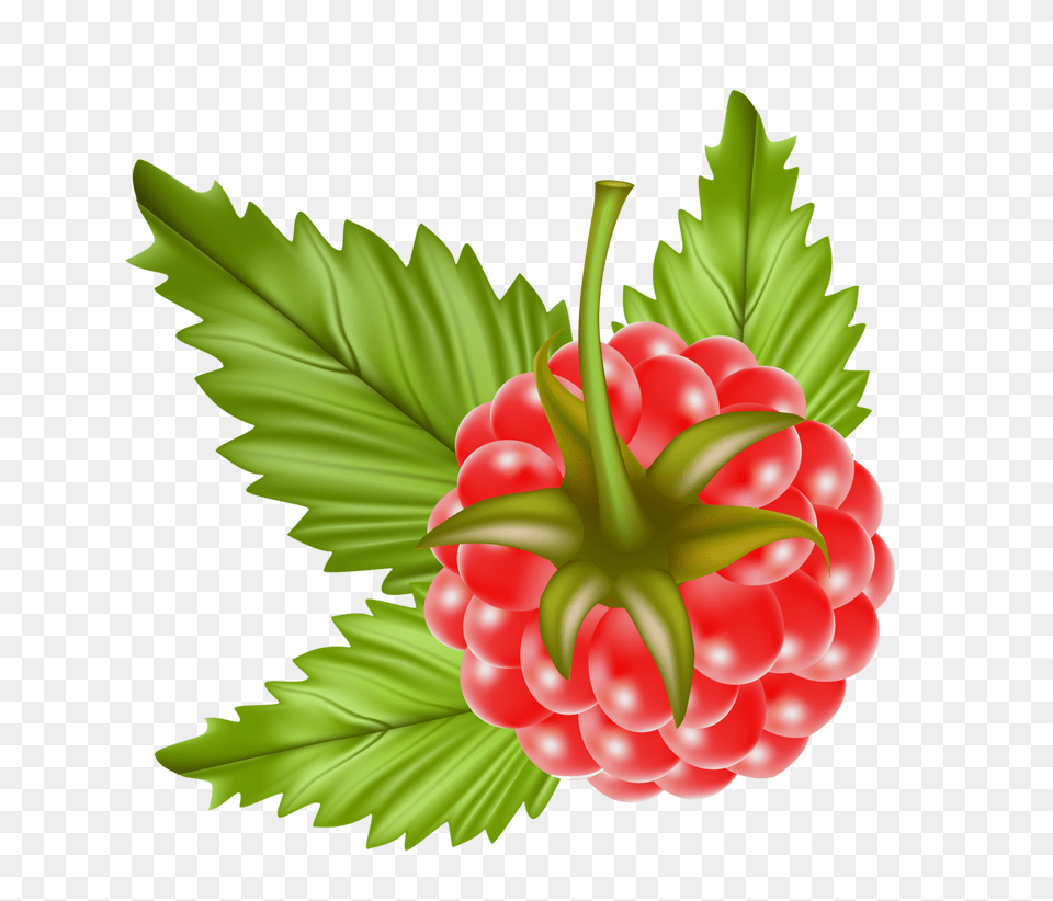 In Clip Vector, Berry, Food, Fruit, Plant Free Png
