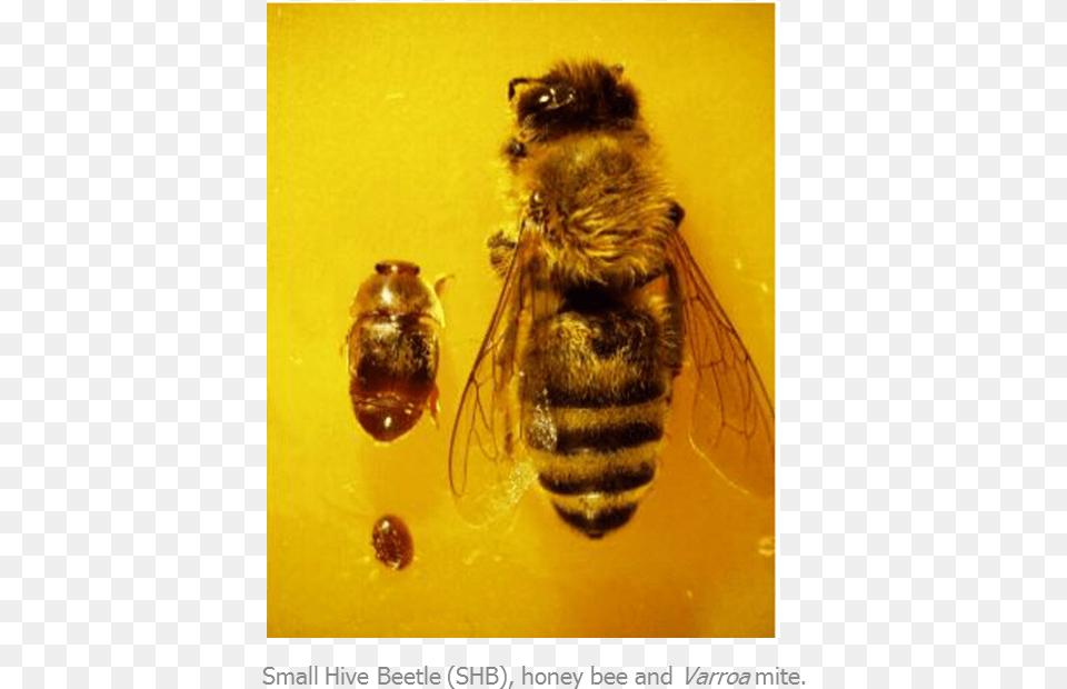 In Dead Honey Bee Colonies Or Exposed Beekeeping Equipment Honeybee, Animal, Honey Bee, Insect, Invertebrate Png Image