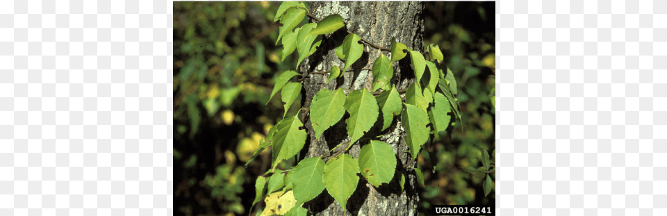 In Fact Three Of The Most Common Invasive Plants In Leaves That Wrap Around Tree, Leaf, Plant, Tree Trunk, Ivy Png Image