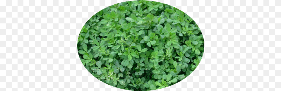 In General Alfalfa Is A Herbaceous Perennial Legume Alfalfa, Herbal, Herbs, Leaf, Plant Png Image