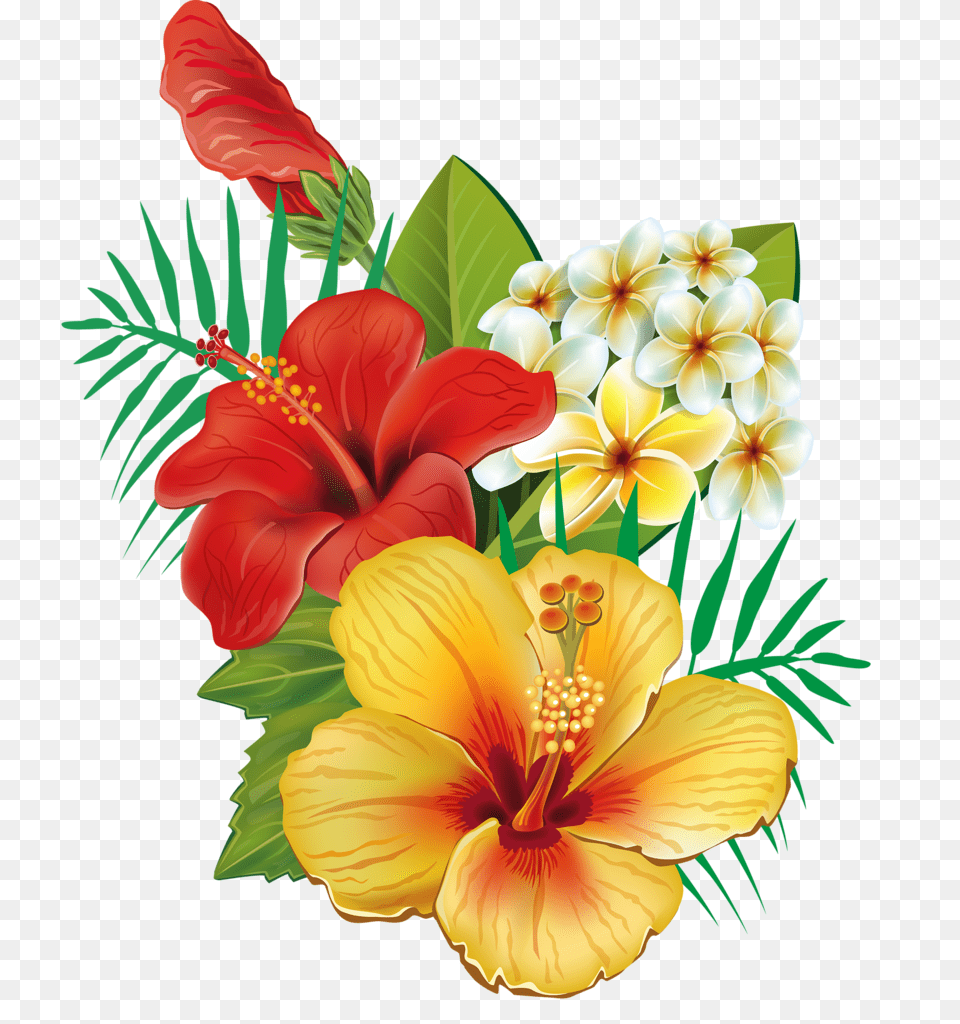 In Hibiscus Flores Arte Pinturas, Flower, Plant, Anther, Flower Arrangement Free Transparent Png