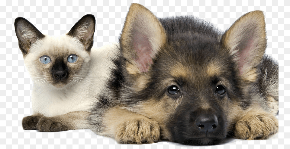 In House Pet Sitting For Cats And Dogs Cleveland Ohio Kittens And German Shepherds, Animal, Canine, Dog, Mammal Free Png Download