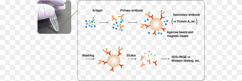 In Ip An Antibody Is Added First To A Mixture Containing Co Ip, Sphere Free Png Download