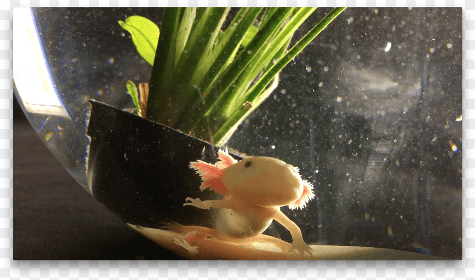 In Loving Memoriam Axolotl Gaia Aquarium Free Transparent Png