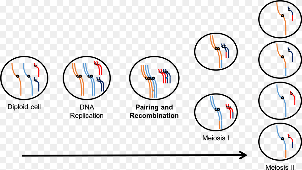 In Meiosis The Diploid Cell First Undergoes Dna Replication Diagram Free Transparent Png