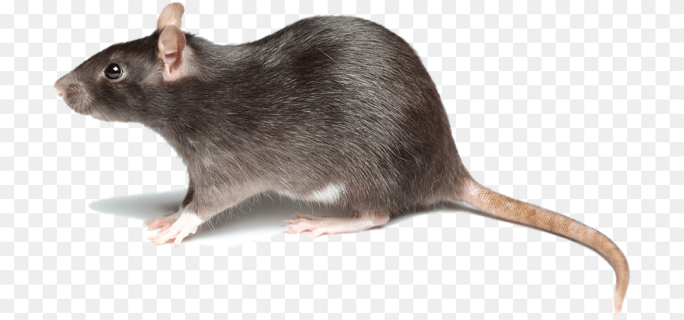 In New York Rats Are Considered Filthy Creatures That Rat Side, Animal, Mammal, Rodent Free Png