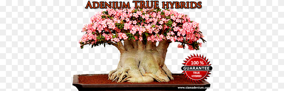 In Our Adeniums Community We Have Separated Adenium Newpage, Plant, Potted Plant, Tree, Flower Free Transparent Png