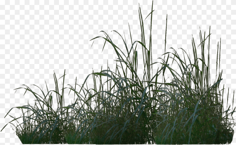 In Poser Pro 2012 Please Download Vgtation, Grass, Plant, Vegetation, Agropyron Png Image