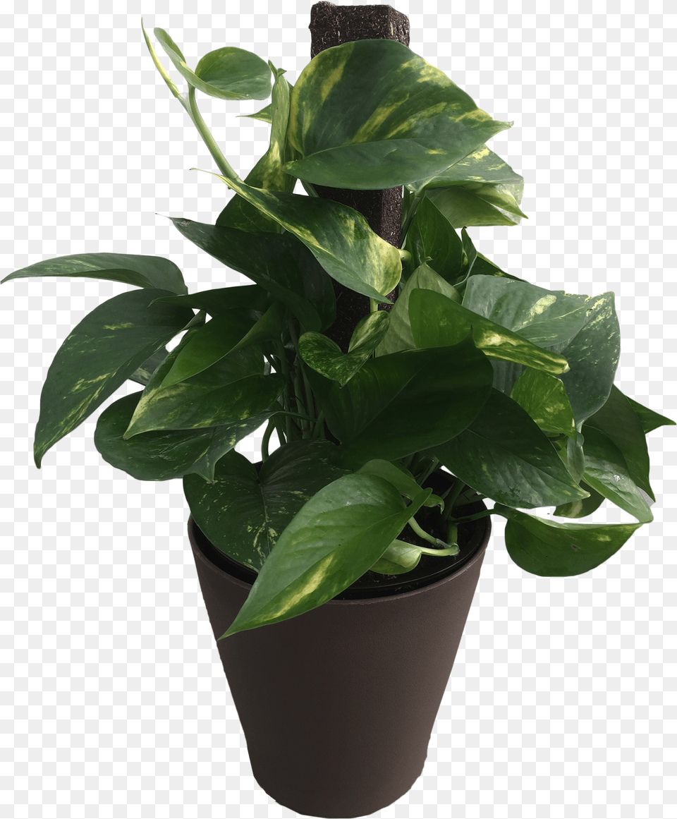 In Premium Foliage Pothos Totem Pole Flowerpot, Leaf, Plant, Potted Plant, Flower Free Png