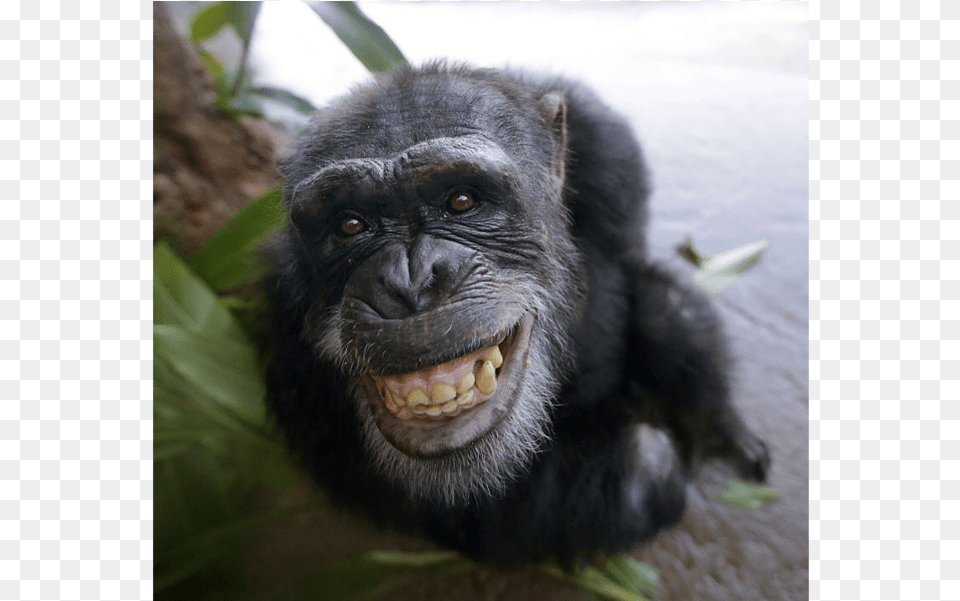 In Some Simple Competitive Scenarios Chimpanzees Have Chimp Smile, Animal, Ape, Mammal, Monkey Png Image