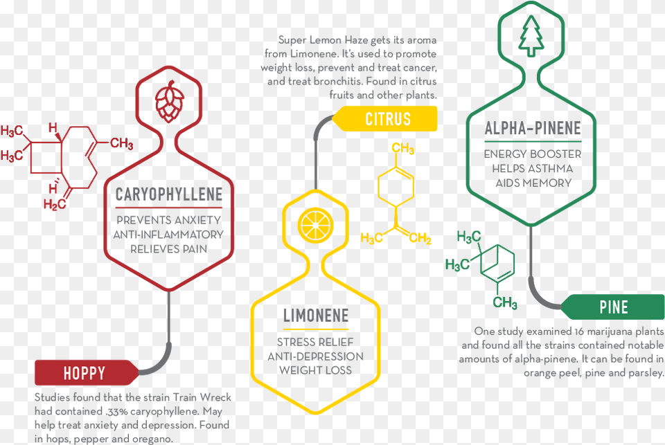 In The Image Below We Detail Some Terpenes That Are Diagram, Chart, Flow Chart Png