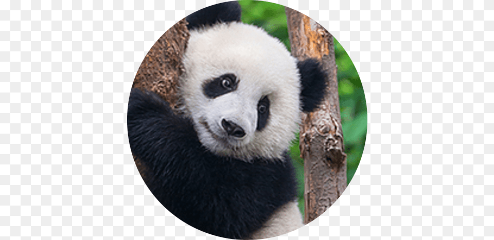 In The Media Kind Of Animals Are In The San Diego Ocean, Animal, Mammal, Bear, Giant Panda Png Image