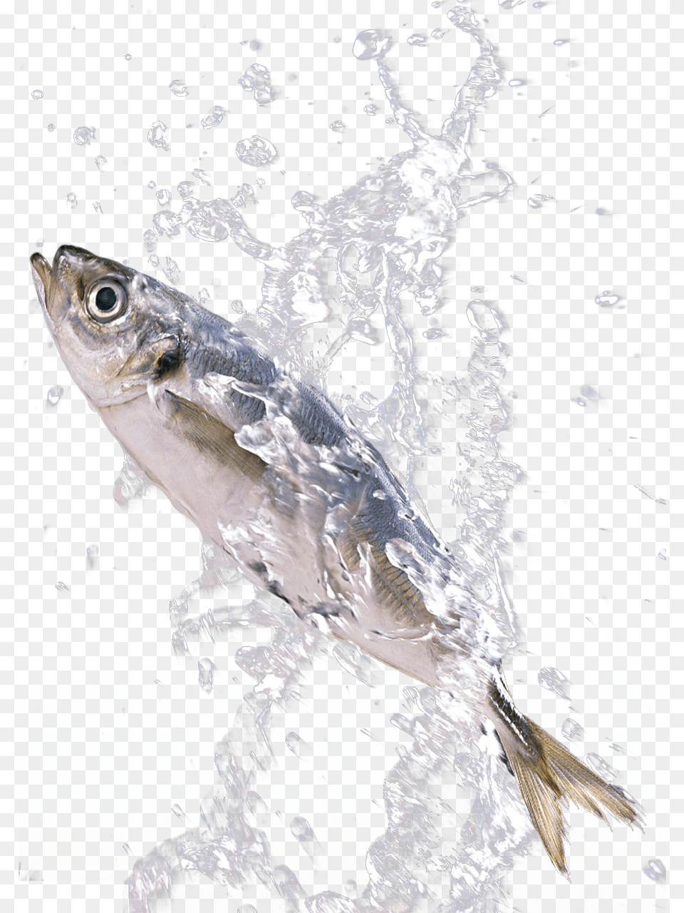 In The Splash Sardines Fish Splashing In Water, Animal, Tuna, Sea Life, Bonito Free Png