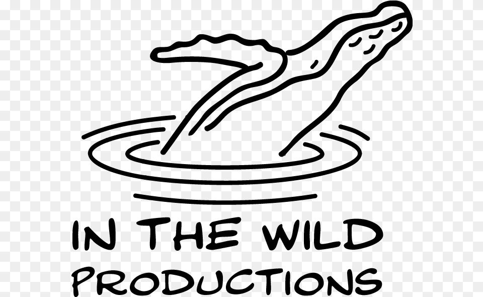 In The Wild Productions Whale Footage Whale Watch Videos Line Art, Gray Png
